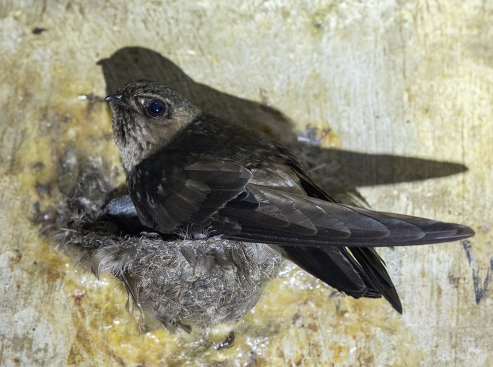 What Scent Do Swiftlets Like?