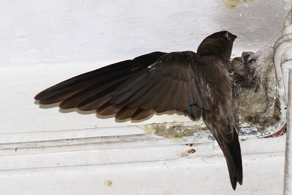 How to Call Swiftlets?